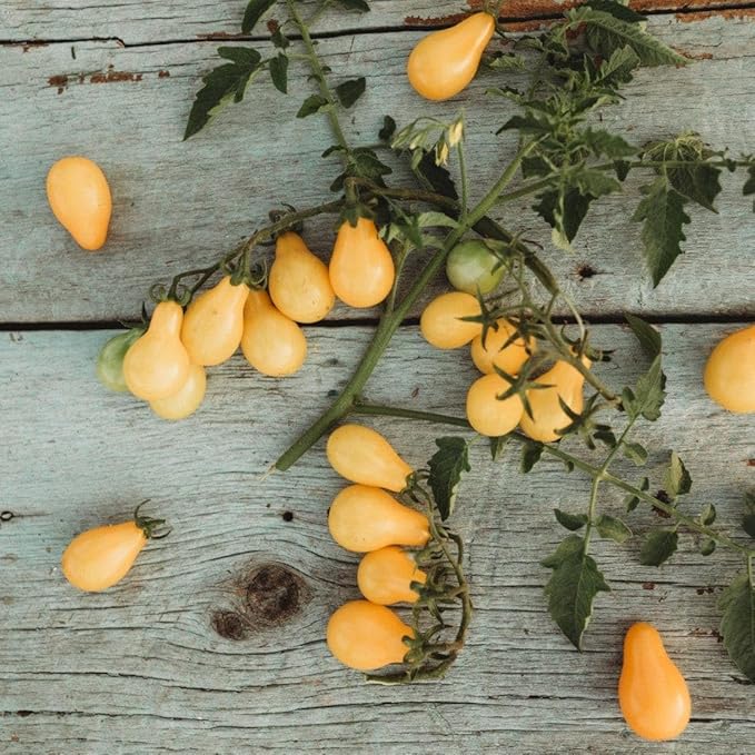 Beam's Yellow Pear Tomato - 50 Seeds - Unique Yellow Cherry Tomato Variety, Non-GMO Heirloom Cherry Tomato Seeds for Planting in The Home Garden, Thresh Seed Company