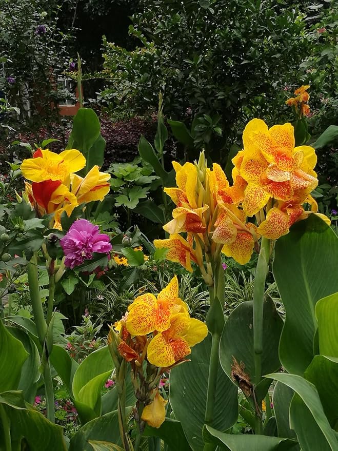 15+ Canna Lily Seeds Mix Colors Flowers Garden Plant Planting