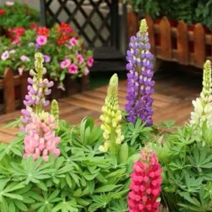 ZEshops 100 Lupine Flower Seeds – Colorful Perennial Blooms for Borders and Pollinator Gardens, Non-GMO and Easy to Grow