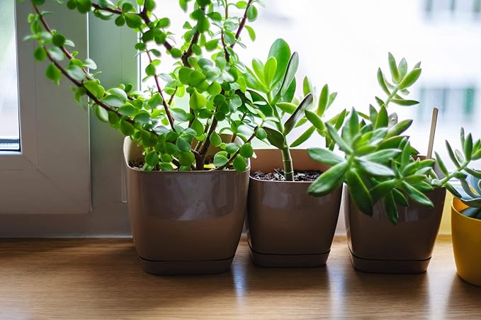 Houseplant Potting Mix, Fertilized, Perlite Soil for All Types of Indoor House Plants and Tropical Plant 1 qt