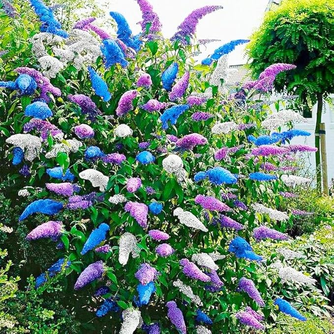 350+ Mix Butterfly Bush Seeds -Perennial Ornamental Shrub Seeds, Drought-Tolerant & Low Maintenance, Ideal for Outdoor Gardens & Pollinator