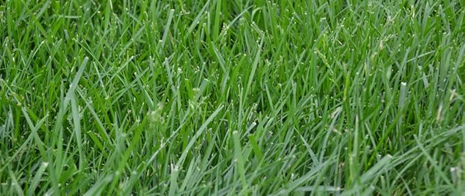 Kentucky 31 K31 Tall Fescue Grass Seed by Eretz - Choose Size! State Certified, No fillers, No Weed or Other Crop Seeds (5lbs)