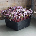 Organic Red Volcano Radish Seeds - 1 Lb - Non-GMO, Heirloom - Vegetable Garden, Microgreens, Sprouting