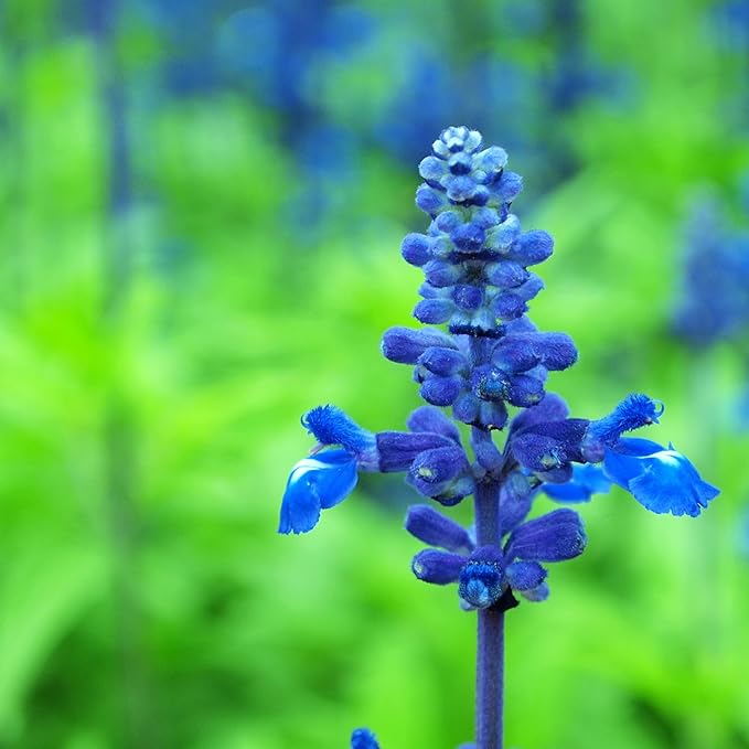Park Seed Blue Queen Salvia Seeds, Deep Blue Bloom Spikes for Pollinators, Dwarf Perennial with Vertical Form and Drought Tolerance, Pack of 50