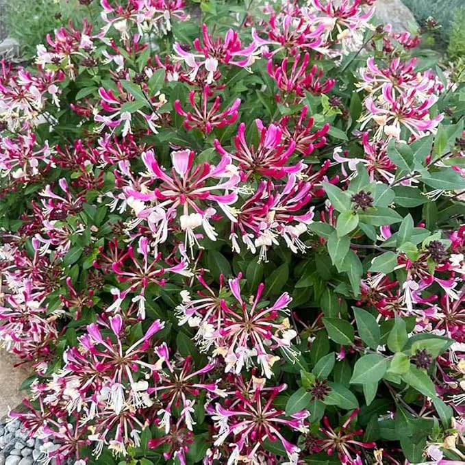 210+ Mix Honeysuckle Seeds for Planting in Home Garden- Non-GMO Honeysuckle Plant Vine - Fragrant Cloud Honeysuckle Flowers