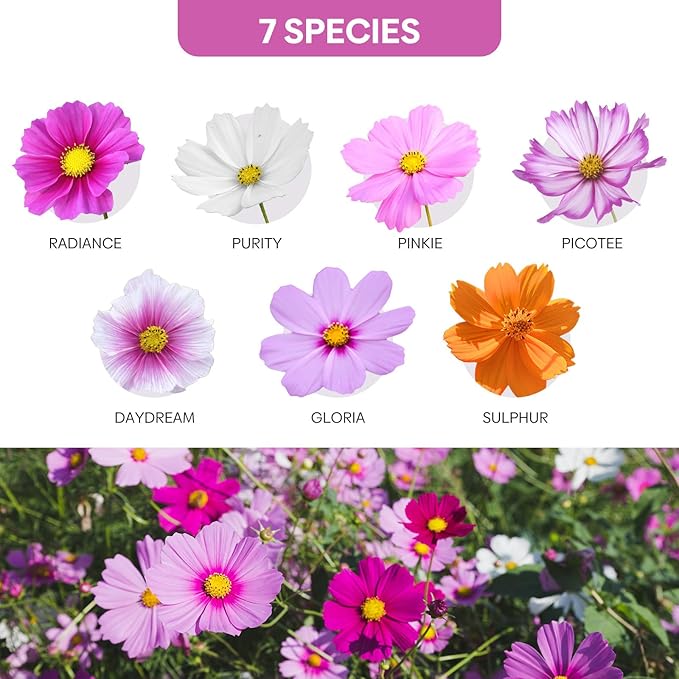 Groundio 7 Varieties Cosmos Seeds Mix, 1 Ounce Over 5000+ Crazy Blend Cosmo Flowers Seed for Planting, Open Pollinated, Non-Gmo, Heirloom (Daydream, Gloria, Picotee, Purity, Radiance, Pinkie, Sulphur)