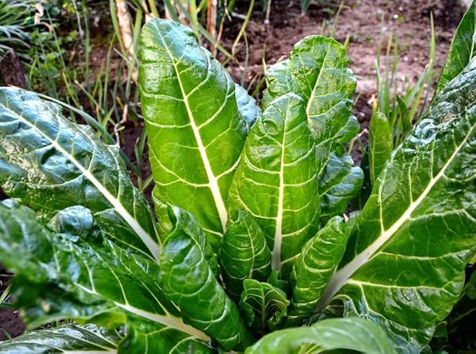 50pcs Swiss Chard Seeds White Perpetual Spinach Vegetable Seeds
