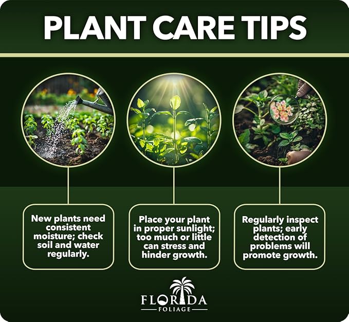 St. Augustine Palmetto | 9 Live Extra Large Grass Plugs | Drought, Salt & Shade Tolerant Turf Sod