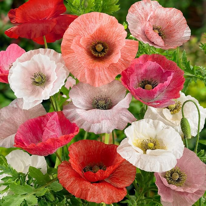 Outsidepride Mother of Pearl Poppy Seeds for Planting - 1,000 Pcs Annual, Drought-Tolerant & Easy to Grow Wildflower Seeds with Vibrant Mix Blooms for Landscaping, & Pollinator Garden