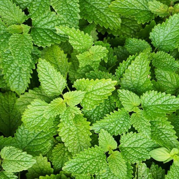 Set 2 Lemon Balm Plants Live for Planting, 4-7" Tall, Lemon Balm Mint Herb Seedling, Well Rooted Starter Plants