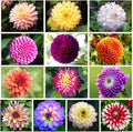200+ PCS Mix Dahlia Seeds Flowers Compound Petals Multi-Color Beautiful Annual Outdoor Garden Potted Plants Non-GMO Dahlia for Planting Dahlia Pinnata Seeds