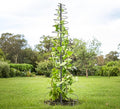 Trellis for Climbing Plants Outdoor or Indoor,73inch Tall Garden Trellis for Climbing Plants,Metal Plants Trellis Support for Vine Vegetables,Flowers