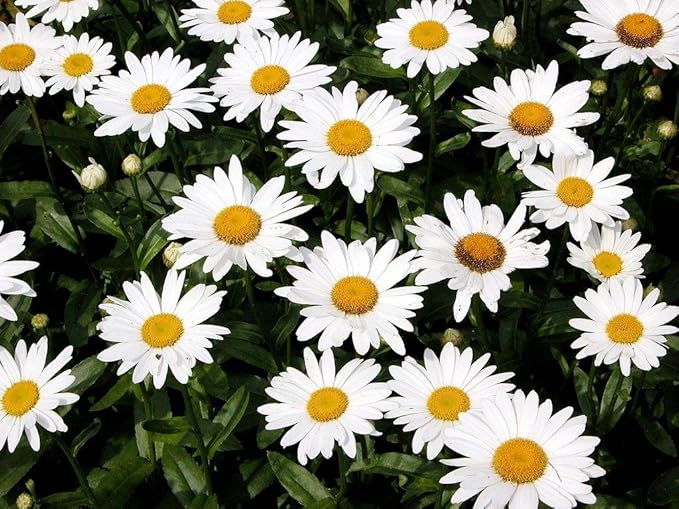 Non GMO Bulk Shasta Daisy Flower Seeds Chrysanthemum Maximum (1/2 Lb)