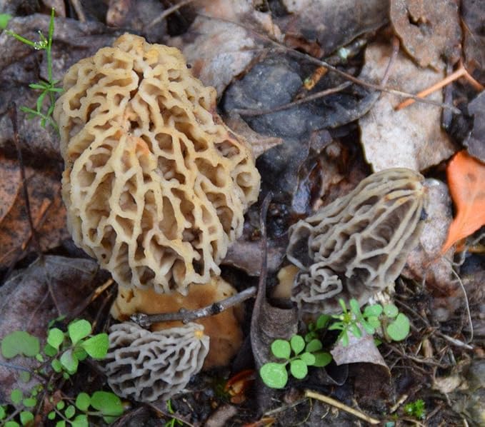 MOREL HABITAT KIT® Morel Mushroom Growing Kit (Morchella), Compatible with Any Soil Type Across The U.S., Outdoor Garden & Backyard Cultivation Set with Full Instructions - Made in The USA