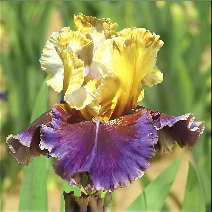75+ Mixed Color Iris Flower Seeds - Non-GMO, Rare Varieties, Stunning Blooms for Outdoor Garden Planting