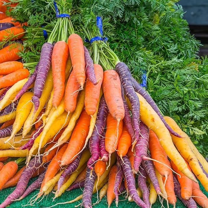 1500+ Rainbow Carrot Seeds for Fall Planting,Organic Heirloom Carrots Seeds Easy to Grow-Root Vegetable Seed for Fresh Eating & Juicing,in Gardens & Containers