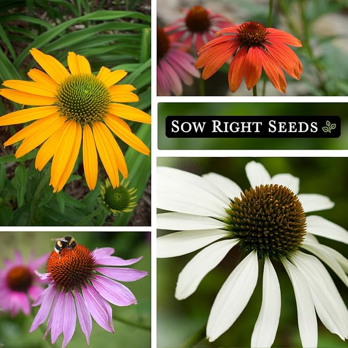 Sow Right Seeds - Mixed Color Coneflower Echinacea Seeds for Planting - Non-GMO Heirloom Ideal for Beautiful Flower Garden - Vibrant Cone Flowers - Perennial Blooms for Outdoor Gardens or Bouquets (1)
