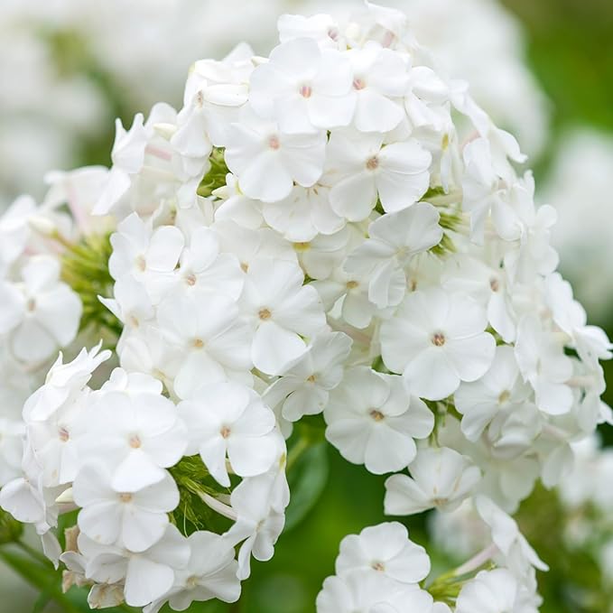 1000+ Creeping Phlox Seeds for Planting - Bright Mixed Phlox Seeds Creeping Perennial Ground Cover Plants - Annual Flower for Home and Garden