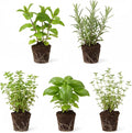 Set 3 Assorted Herb Plants, 3 to 6 Inch Tall Mixed Herb Starter Plants, Oregano, Rosemary, Lemon Balm, Lavender, Mint and Other Varieties, Without Pot, Fragrant Herbs Plant for Garden
