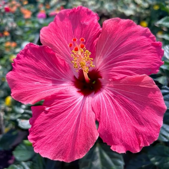 Hibiscus Flower Seeds for Planting - 200+ Hibiscus Seeds Perennial Giant Flower Non-GMO Heirloom Tropical Potted Plants Seeds