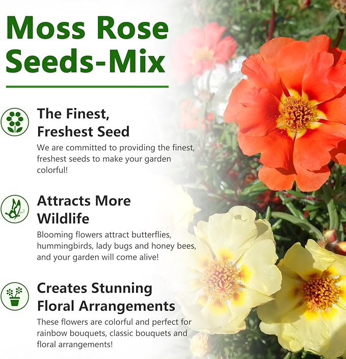 Moss Rose Seeds, 20,000+ Bulk Flower Seeds for Planting Outdoors(99% Pure Live, Non-GMO), Mixed Colors and Large Blooms, Attracts Pollinators, Easy to Grow