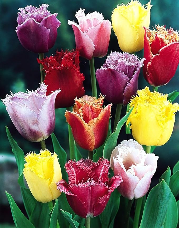 Tulipa Fringed Mixture Tulip Bulbs Size 11/12 for Planting - Plant in Fall, Winter or Early Spring (Fringed Mixture, 15, Count)