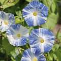 Eden Brothers Morning Glory Seeds - Flying Saucers, Non-GMO Seeds for Planting, 1 oz | Low-Maintenance Flower Seeds, Plant During Spring, Zones 1, 2, 3, 4, 5, 6, 7, 8, 9, 10