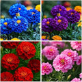 850+ Perennial Marigold Flower Seeds for Planting Outdoor-Rare Swan Tagetes Flower Seeds Plant for Your Garden Home