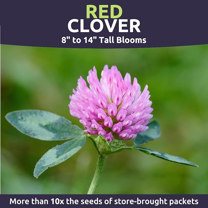 Red Clover - Bulk 5 Pounds - 1,200,000 Flower Seeds for Planting - Trifolium pratense
