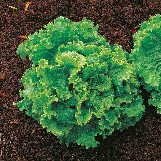 Park Seed Lettuce Salad Mix Edible Plant Seeds – Master Chef Blend with Brunia, Simpson Elite, Sierra & Red Sails Varieties, Sweet and Crisp Gourmet Greens, Pack of 600