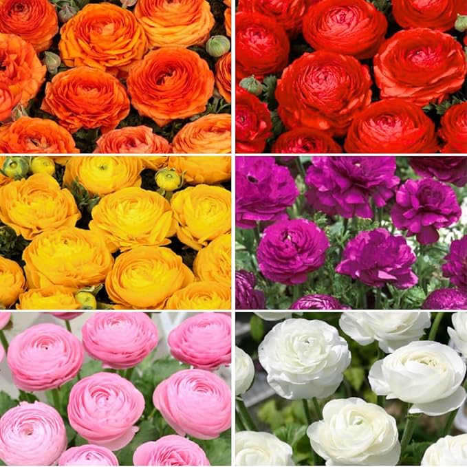 Pack 25 Ranunculus Bulbs for Planting, Mix Shade Ranunculus Corms, Butterfly Ranunculus Flowers Bulbs to Grow, Peony Buttercup Ranunculus