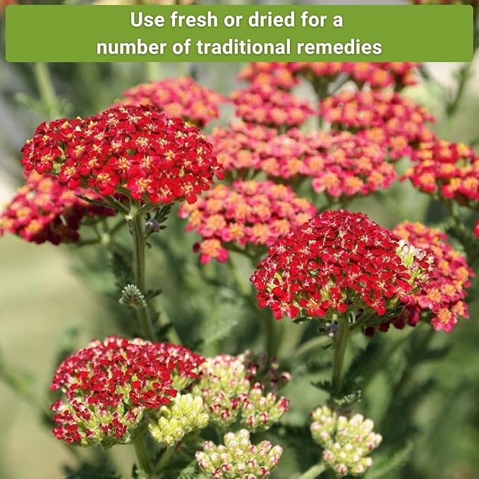 Sow Right Seeds - Common White, Gold & Red Yarrow Seeds for Planting - Non-GMO Heirloom Packets with Instructions to Grow Outdoor Home Garden - Medicinal Herb & Native Wildflower with Fragrant Blooms
