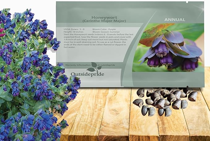 Outsidepride Cerinthe Major Honeywort Seeds - 50 Pcs. Annual, Self-Sowing & Easy to Grow, Flower Seeds for Planting, Vibrant Purple-Blue Tube-Like Blooms for Garden Beds, Borders & Container Displays