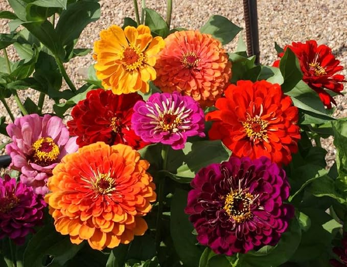 Zinnia - California Giant Flower Seeds Mix - 1,500 Seeds by Seeds2Go