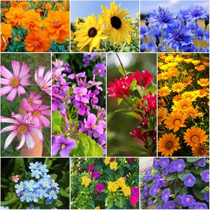 Assorted Flower Seeds, 19 Varieties, 28g, Sunflower, Zinnia, Morning Glory, Calendula, Cornflower, Quick Germination, Low-Maintenance for Beginners