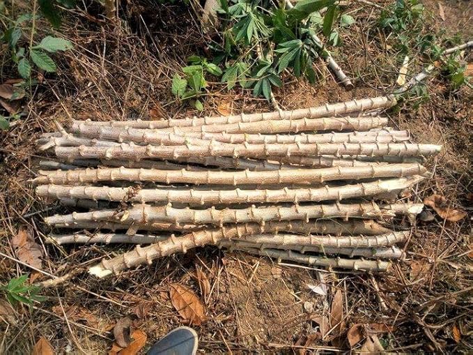 4 Yuca Cassava Manihot Sweet Cuttings, 6 to 8 Inches Cassava for Planting, Cassava Root Plant, Cassava Root for Planting