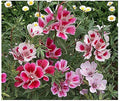 Dwarf Godetia Seeds - 8-12' Tall. 5,000 eeds