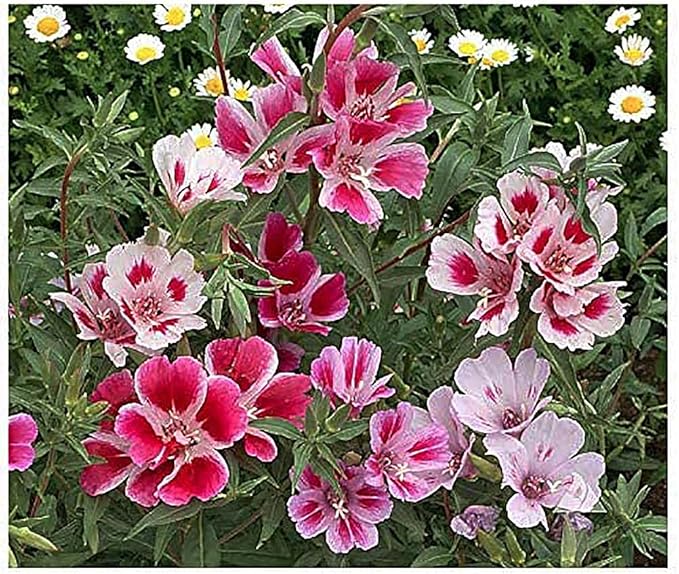 Dwarf Godetia Seeds - 8-12' Tall. 5,000 eeds
