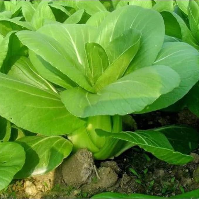 ZEshops All Year Round Organic Chinese Cabbage Seeds, 1000pcs, Non-GMO, High 95% Germination, Perfect for Every Season