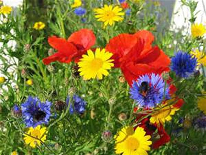 Wildflower Seed Mix, ASSORMENT of Perennial & Annual, 1 Pound Package