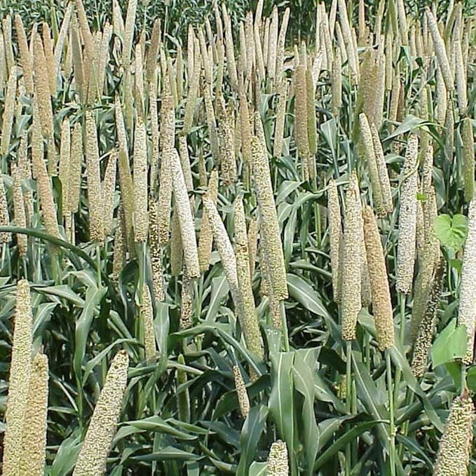 Outsidepride 5 lb Pearl Millet Pasture Seed for Planting