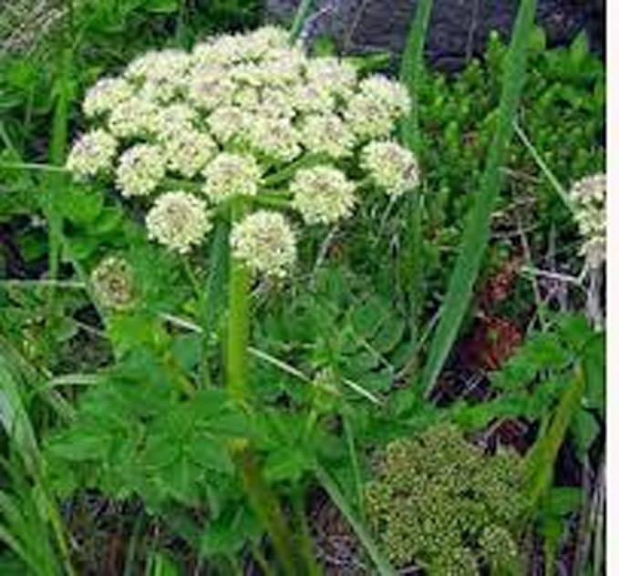 Chervil Seeds, Herb, 100+ Seeds Non GMO, Use The herb Fresh to Flavor vinaigrettes.