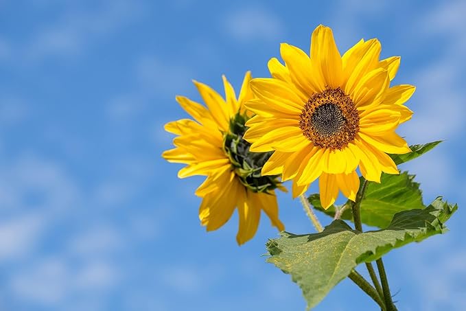 25 Slightly Assorted Flower Seeds! – Great for Bees, Birds, and Butterflies! – Includes 10+ Varieties of USA Grown & Non-GMO Seeds! – May Include Forget-Me-Nots, Marigolds, Wildflowers, and More