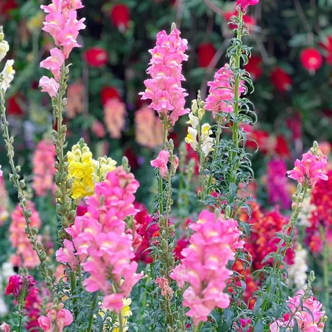 Mix Snapdragon Seeds for Planting, 200pcs Garden Snapdragon Perennial Flower Seeds Rare Flower Plants, Non-GMO Heirloom Beauty Flowers Home Garden for Outdoors