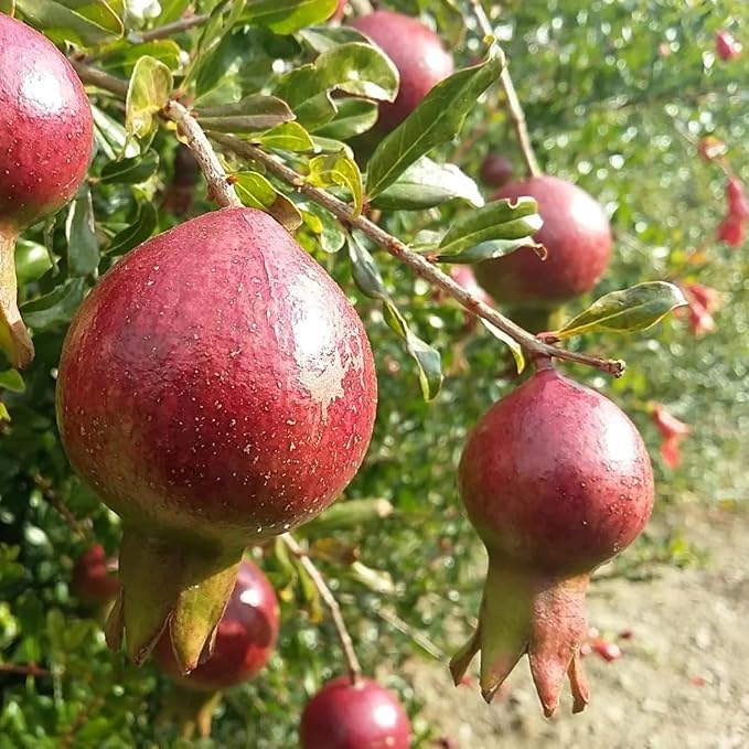 Live Dwarf Pomegranate Plant (Punica Granatum) - Compact, Ornamental Fruit Bearing Shrub, Indoor/Outdoor (2 pom-Dwarf Cups)