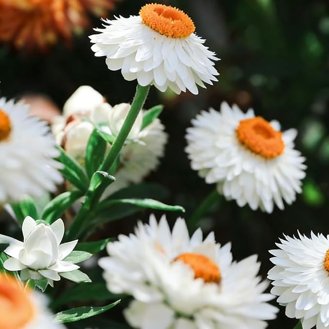 Mixed Strawflower Seeds for Planting, 1000pcs Strawflower Wildflower Seeds Non-GMO Heirloom Perennial Rare Cut Flower Plants, Open Pollinated Beauty Home Garden for Outdoors