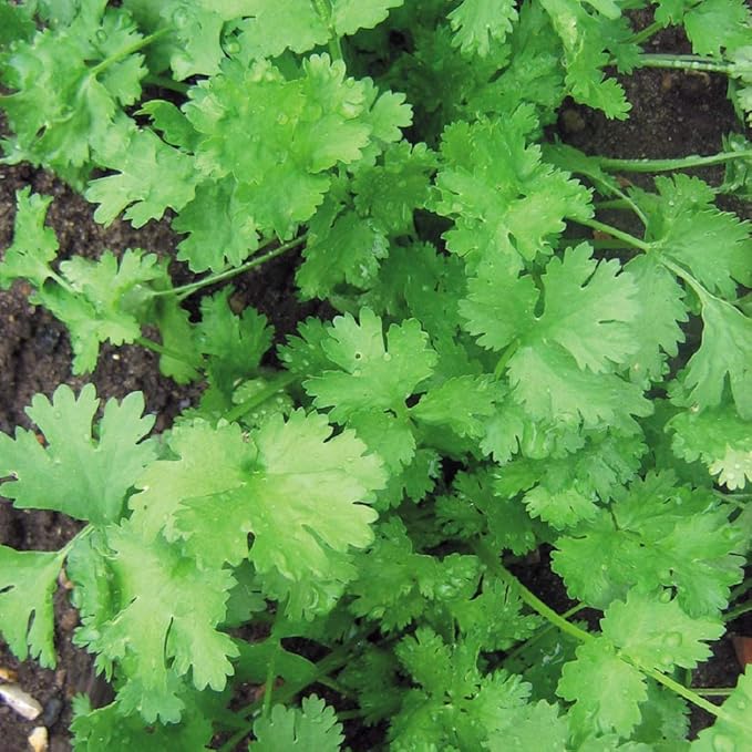 Cilantro Seed for Microgreen Seed Sprouting and Home Gardening. 16 Ounce COOL BEANS n SPROUTS Brand, All Seeds are from The U.S