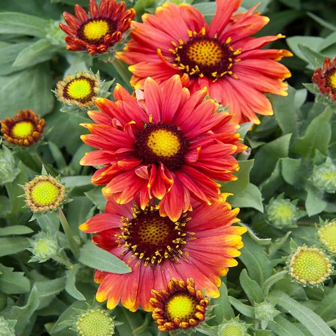 Outsidepride Gaillardia Aristata Arizona Red Shades Blanket Flower Seeds for Planting - 50 Pcs Perennial Wildflower Seeds, Drought-Tolerant for Xeriscaping, Pollinator Gardens, or Wildflower Mixes