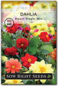 Sow Right Seeds - Dwarf Single Mix Dahlia Flower Seeds for Planting - Non-GMO Heirloom Packet - Rare Colors to Attract Pollinators - Cut and Come Again - Symmetrical Blooms Great for Bouquets (1)
