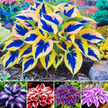 Hosta Seeds for Planting - 200+ Shade Loving Perennial Seeds, Fragrant Blooms, Cold Hardy & Low Maintenance, Perfect for Containers, Borders, and Woodland Gardens